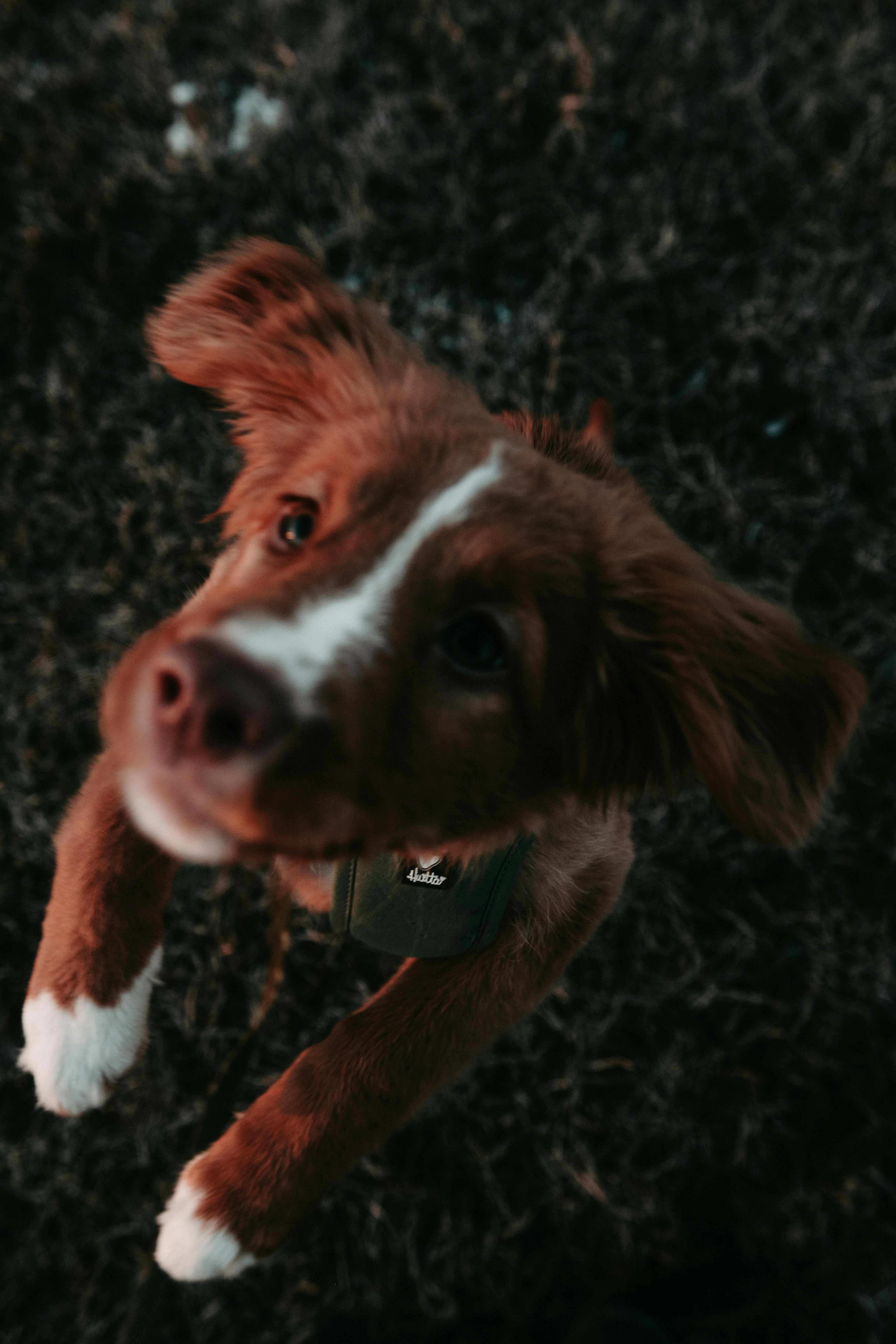 brown and white short coated dog